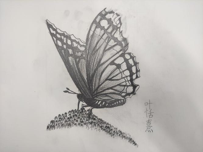 素描蝴蝶