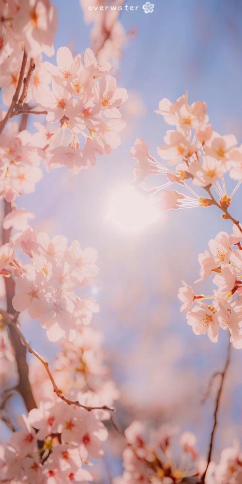 必走桃花运 - 堆糖,美图壁纸兴趣社区