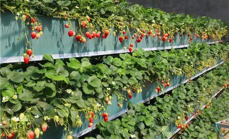 山泰生态园单人草莓采摘门票!节假日通用,提供免费停车位!