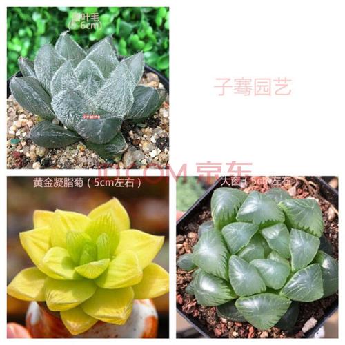 多肉多肉植物十二卷姬寿楼兰黄金菊姬玉露月影寿贵货玉露套餐 黄金菊