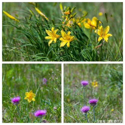 大庆杜蒙固山贝子大草原的黄花开了