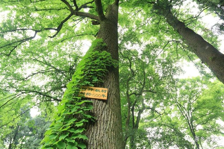 树种主要有榉木,枫树,楠木,松柏等 几人合抱的参天大树也随处可见