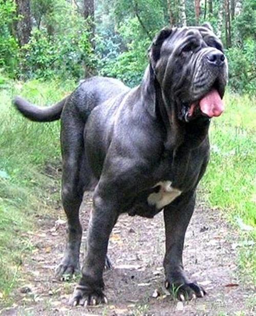 猛犬,巴西,猎犬,巴西菲勒犬,野兽