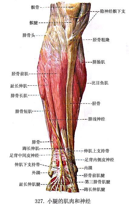 三,小腿肌  (一)前群   胫骨前肌tibialis anterior 