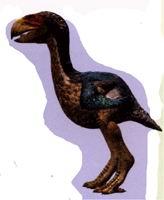 国家地理 国家地理报道 > 正文  "像加斯顿鸟,它在地面上筑巢,我觉得