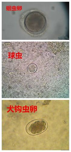 狗狗拉血原因: 一般由蛔虫,钩虫,绦虫引起,也有球虫引起的.