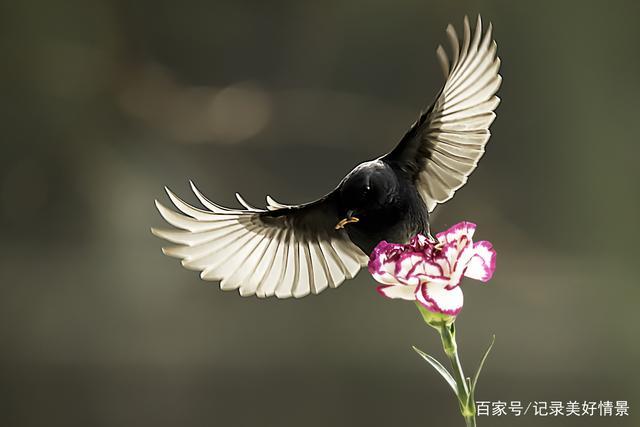 花儿艳虫儿香,鸲鸟空中来赏光