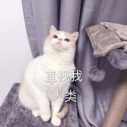 直视我人类