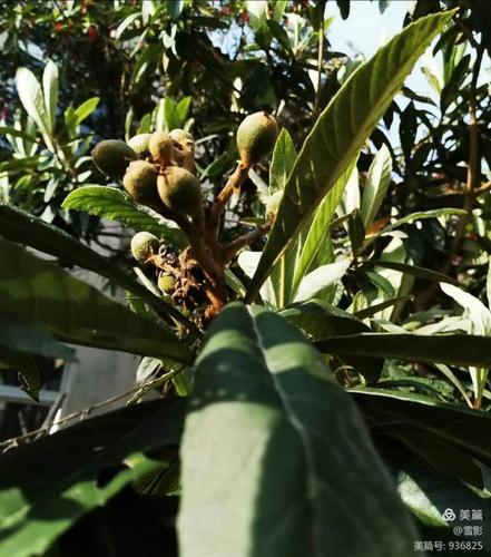 枇杷树已结果