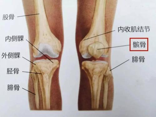 髌骨在哪里?你可以叫它膝盖骨,或者是俗称的玻璃盖.
