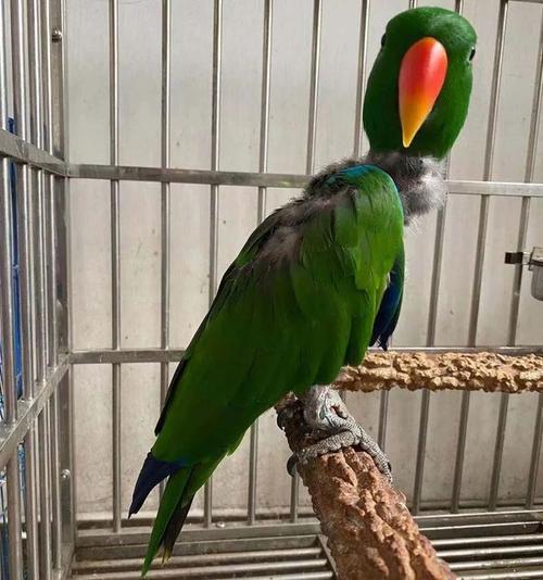 不!那是野生珍稀鹦鹉!|野生动物|鸟类|二级保护