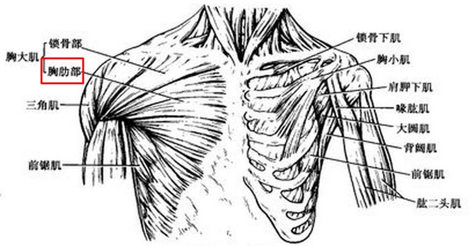 胸肋部在哪个地方求图