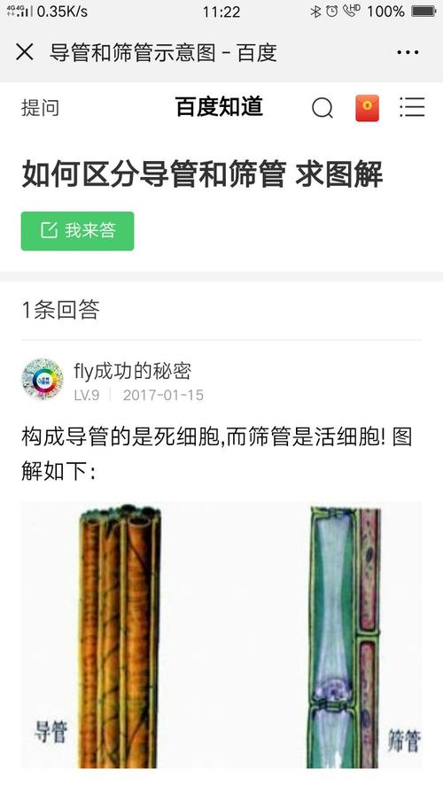 植物体导管与筛管的区别及其功能!