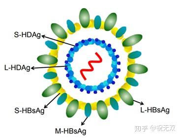 丁型肝炎病毒(hdv)