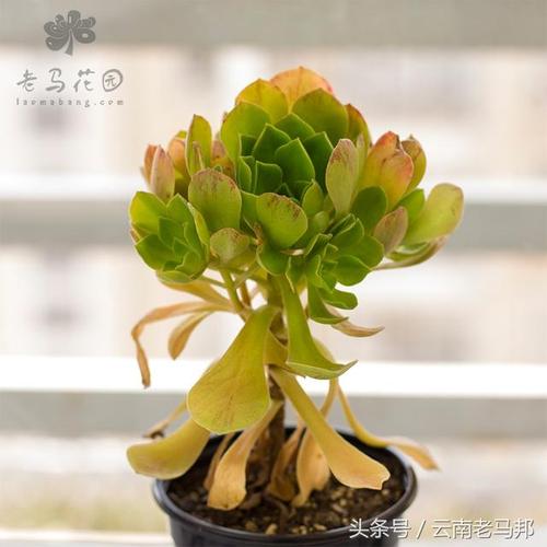 又一种香喷喷「肉味」足的多肉植物,莲花掌属「冰绒」