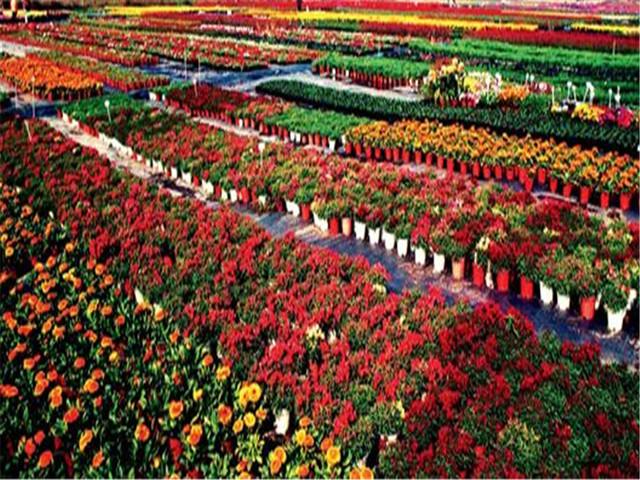 陈村岭南花乡,有两千多年的花卉种植历史,素有"岭南千年花乡"和"