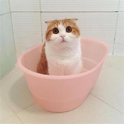 qq个性头像男生抱猫咪系列