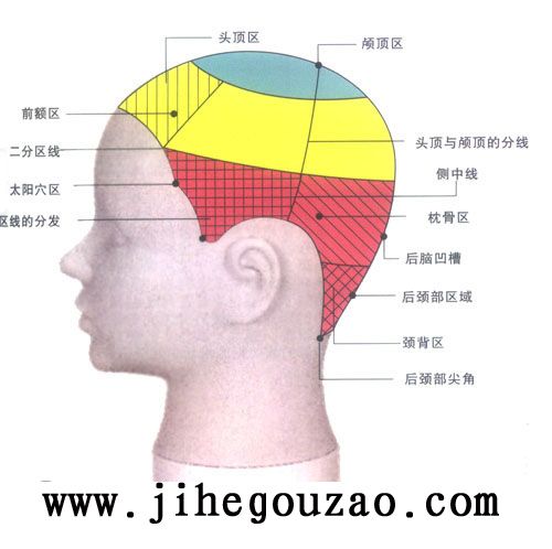 美发学校技术培训-二分区技术之头部重要点及区域特征