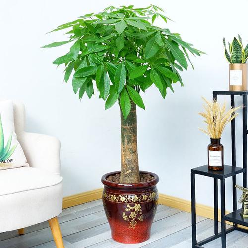 购客单杆发财树盆栽客厅大颗型树桩植物绿植办公室开业乔迁送礼装
