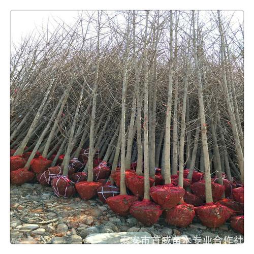 基地销售银杏树苗 大规格银杏树苗批发 20公分银杏树