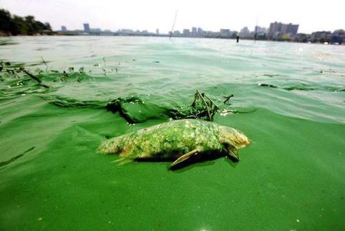 如果控制不了海洋中的营养物质含量,那么就要做好赤潮的预警措施.