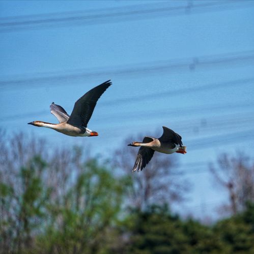 报春使者——大雁