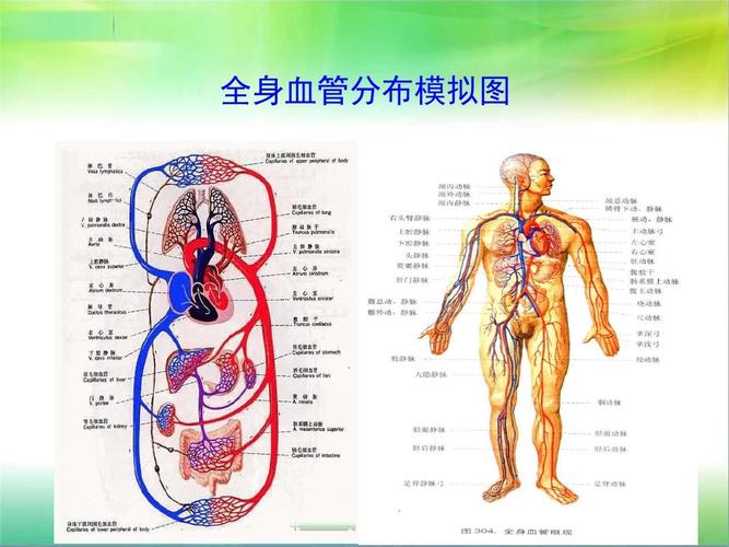 七年级下册生物血液循环课件