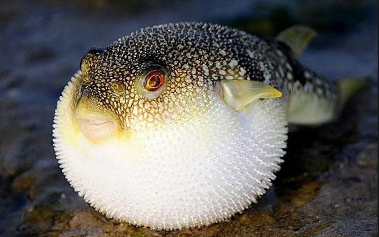 中国正式解禁食用河豚