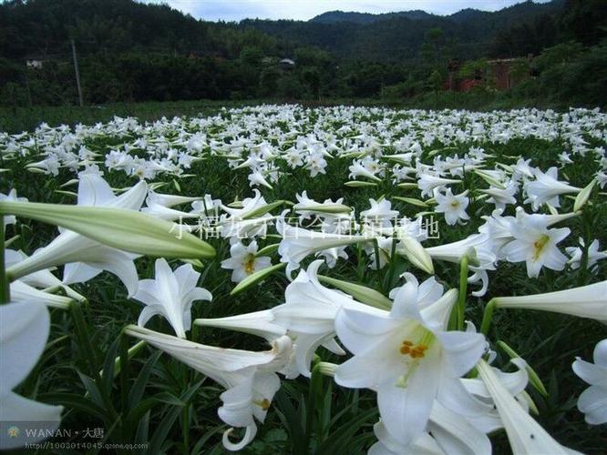 百合种子香水百合铁炮百合龙牙百合种球龙牙百合种子食用百合观赏百合