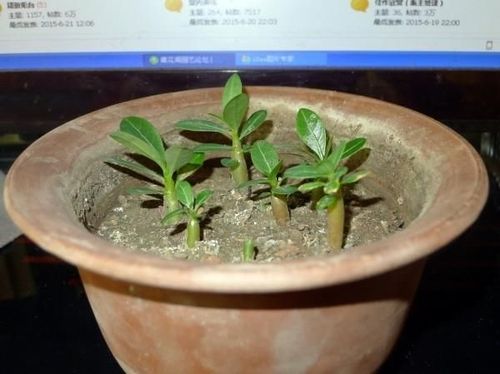 沙漠玫瑰养殖方法,图文并茂,很实用,学会了能开出美丽