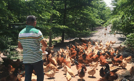 正宗高明土窑烧鸡杀到入佛山!