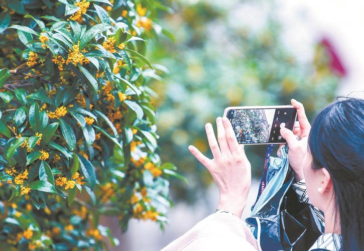 市民赏桂花没有国色,但有天香,桂花是也.