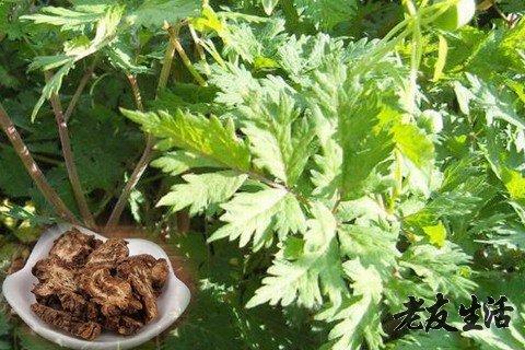 羌活的功效与作用及禁忌