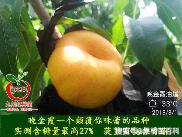 那今天为果农朋友介绍高效的晚金霞油蟠桃树苗
