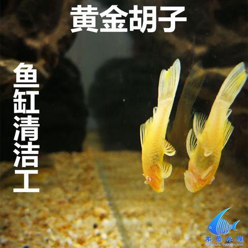 黄金胡子鱼 鱼缸清道夫 观赏鱼清缸鱼除藻鱼垃圾鱼 24k大帆热带鱼