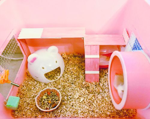 diy仓鼠笼 我们糯米团子房子的进化史 现成的仓鼠小玩具尺寸总觉得不