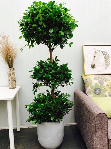 somi大型小叶榕树 造型榕树盆景盆栽 绿植室外庭院阳台植物商品图片