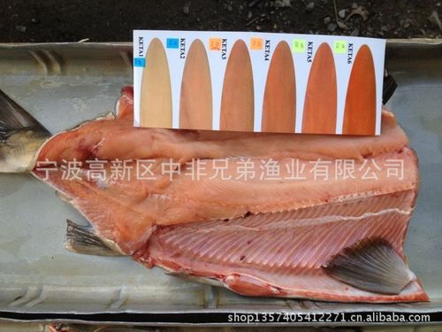 俄罗斯大马哈鱼 chum 狗鲑 粉鲑