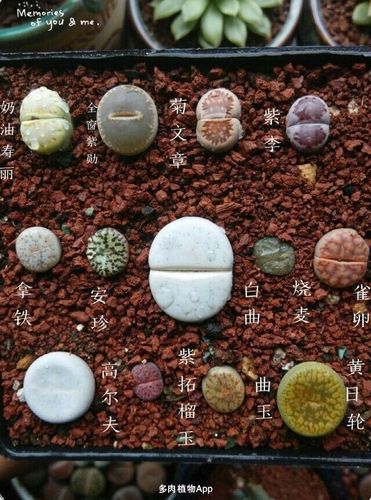 生石花品种汇总,求怒赞(转)