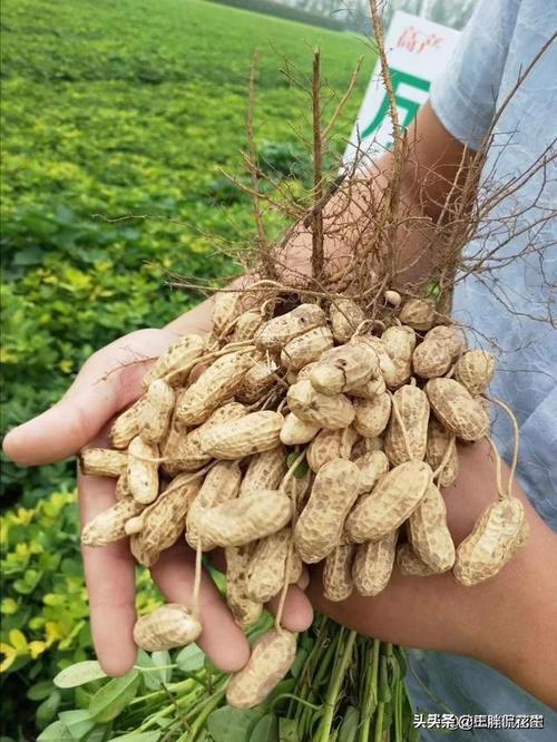 2月8日正阳汝南确山宁陵花生价格汇总