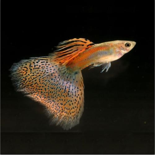 红草孔雀鱼凤尾鱼活体水族胎生宠物好养好看热带观赏鱼批发