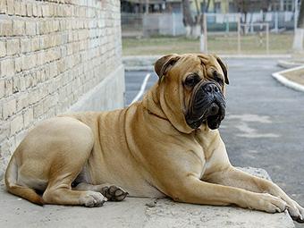 马士提夫犬的交配的最佳时期