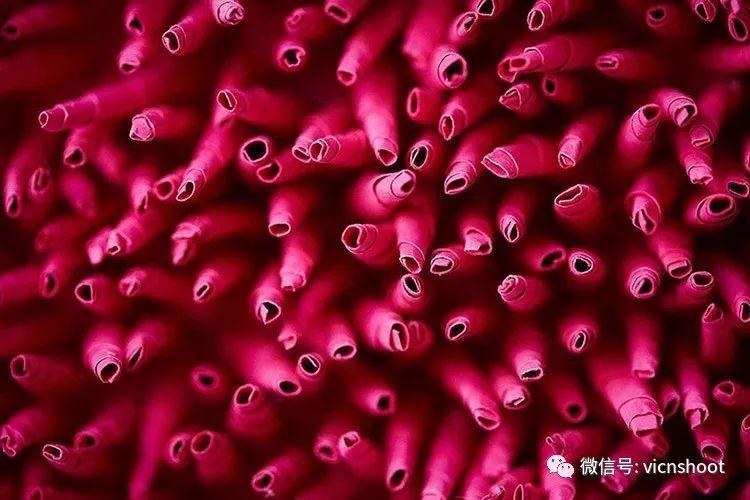 彩色剪纸雕塑了多样的珊瑚礁