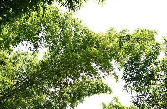 东部华侨城之唯美生态(下)