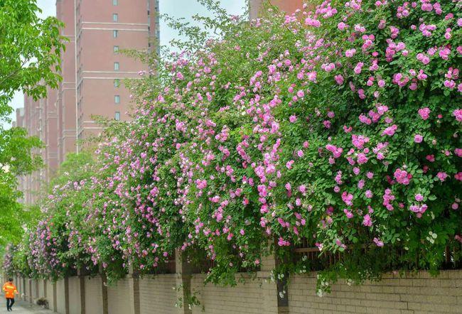 洛阳这里的蔷薇花开了!粉红色花墙,即将刷爆朋友圈!