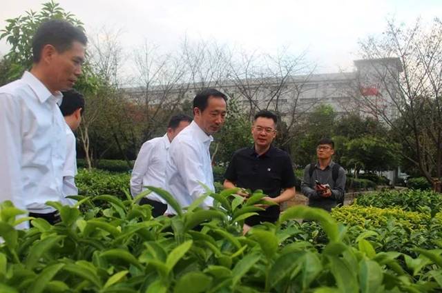 新三板摘牌:王文礼带领下的八马茶业,将走向何方?