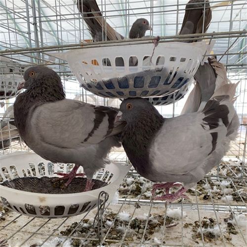 康保高效的肉鸽种鸽养殖技术 肉鸽品种优良精品纯种落地王肉鸽 落地王