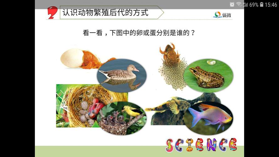 你知道小鸡的孵化过程吗