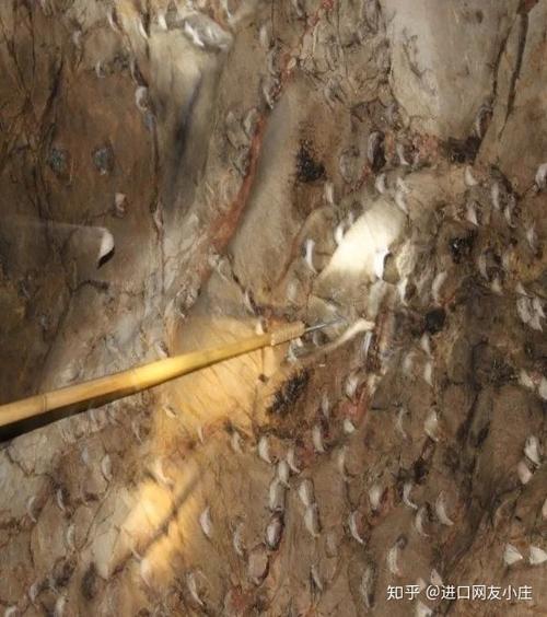 可分为洞燕和屋燕两大类,洞燕是指在野外的山洞,沿海峭壁采摘的燕窝