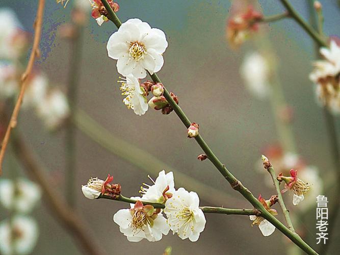 梅花6一一三轮玉蝶梅